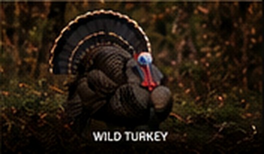Wild Turkey